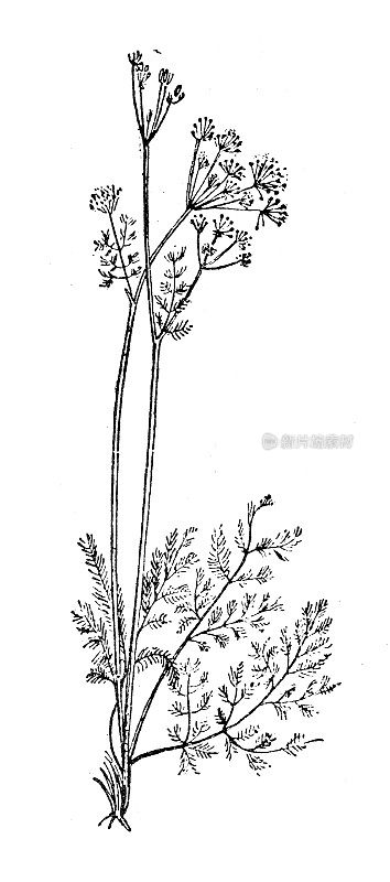 古董插画:Lovage, Levisticum officinale